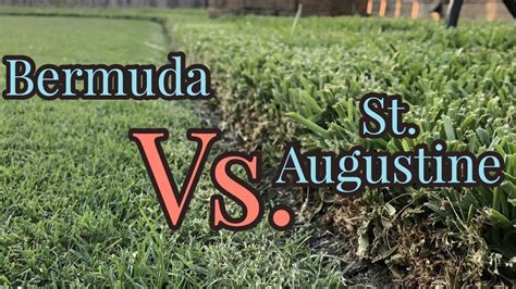 Bermuda vs st augustine. Things To Know About Bermuda vs st augustine. 